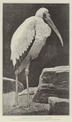 Ein gelehrter Richter (Tantalus Storch), von der Ausstellung von Zeichnungen und Gemälden von Vögeln, in den Räumen der Fine Art Society, New Bond-Street